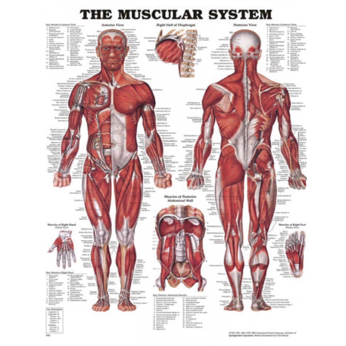 BODYLINE MUSCULAR SYSTEM CHART  photo