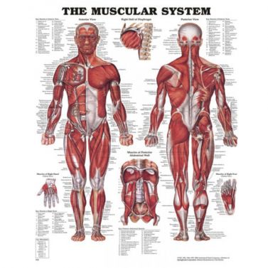 BODYLINE MUSCULAR SYSTEM CHART 