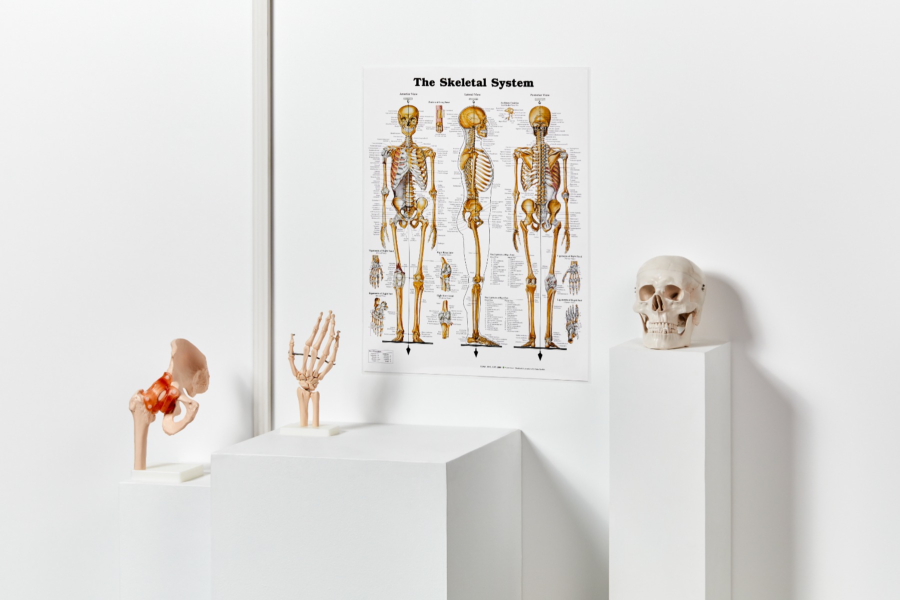 Anatomy